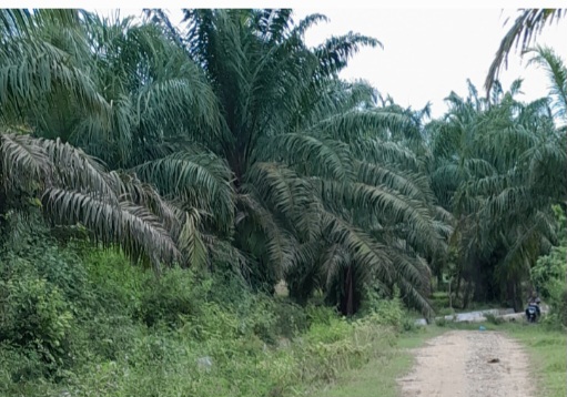 Perkebunan masyarakat Kampung Sukajadi Payabujok